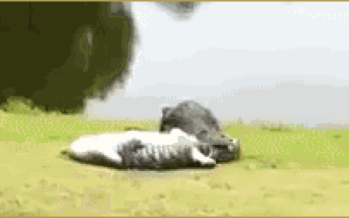 Video: Cá sấu dài 4 mét vật nhau