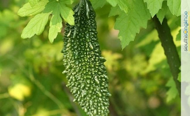 Mướp đắng rừng – Thực phẩm “nhất định phải có” cho người bệnh tiểu đường