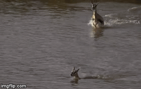 Video: Vượt sông vụng về, linh dương non chết thảm dưới hàm cá sấu