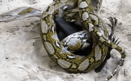 Video: Rợn người cảnh trăn khổng lồ