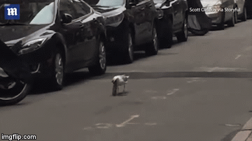 Video: Rùng mình cảnh chim hải âu nuốt chửng chuột 