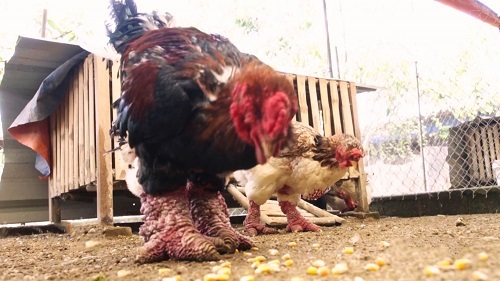 Gà Đông Tảo quý hiếm được sát trùng chân bằng nước muối với trà