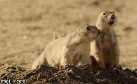 Video: Cầy thảo dũng cảm chặn đường rắn trâu bảo vệ đàn con phía sau