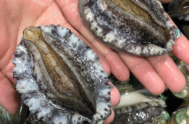 Hai con bào ngư xanh giá lên tới 7 triệu đồng, nhà giàu Việt vẫn “mạnh tay” chi mua