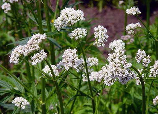 Xà sàng tử - Vị thuốc ích thận, tăng cường sức khỏe sinh lý nam giới