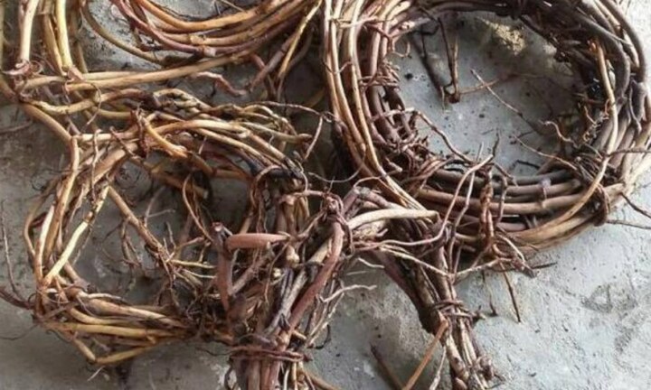 Vị thuốc bổ gan, thận giải độc giúp người yếu sinh lý “yêu” như xưa chỉ sau một tuần