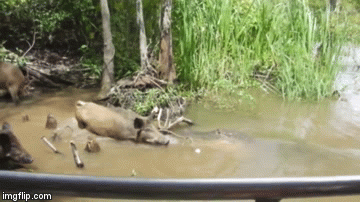 Video: Cá sấu tung đòn mãnh liệt, quật chết lợn rừng trong nháy mắt