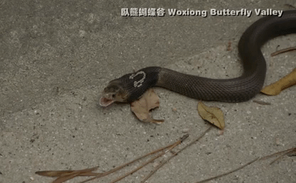 Video: Nuốt chửng con mồi lớn vào bụng, hổ mang chúa Trung Quốc