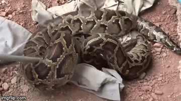 Video: Sởn da gà cảnh bắt trăn khổng lồ dài 3 mét dưới nền nhà