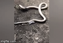 Video: Trận chiến