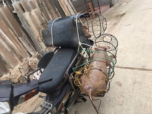 Tin tức đời sống ngày 11/3/2019:Phát hiện thêm ổ dịch tả lợn châu Phi ở Sóc Sơn