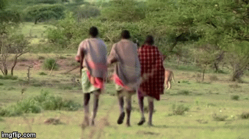 Video: Hoảng hồn xem 3 chàng thổ dân cướp mồi của sư tử