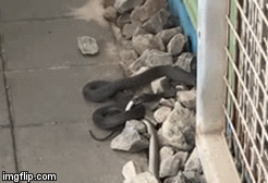 Video: Rùng mình cảnh rắn nâu kịch độc nuốt chửng đồng loại