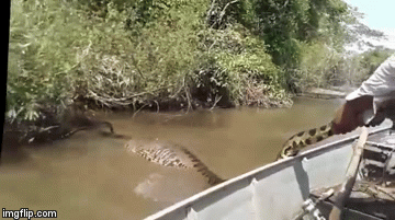 Video: Kinh hãi đụng độ trăn Anaconda - quái vật khổng lồ đáng sợ trên sông Amazon