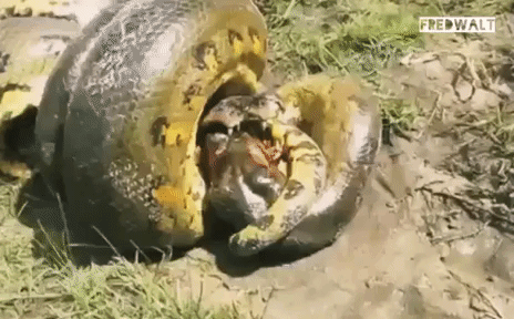 Video: Đang ở thế hạ phong, cá sấu Caiman vẫn tung đòn cảm tử hạ gục trăn Nam Mỹ