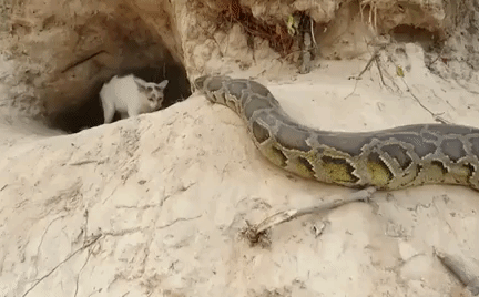Video: Trăn mò vào tổ, mèo mẹ kiên cường đánh trả để cứu con