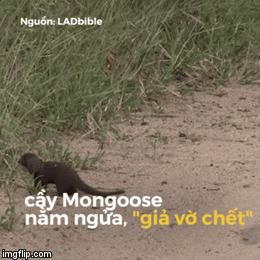 Video cầy Mongoose bất ngờ nằm ngã ngửa, giả vờ chết thu hút 15.000 lượt like