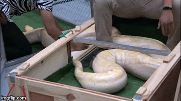 Video: Kinh hãi xem cảnh lôi cổ trăn khổng lồ dài 7 mét ra khỏi thùng