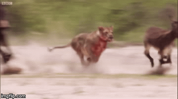 Video: Sư tử lao như tên bắn, ngoạm cổ giết chết lừa cực đỉnh