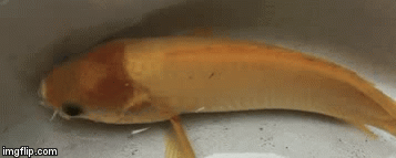 Thả lưới kiếm mồi nhậu, bất ngờ bắt được cá rô vàng óng kỳ lạ