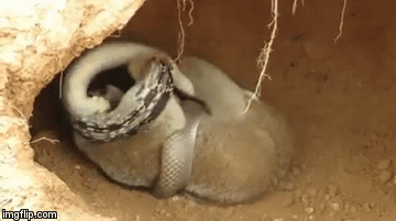 Video: Trăn mò vào tổ hạ sát cu li, ngờ đâu vẫn để xổng mất con mồi