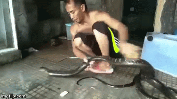 Video: Rợn người cảnh nam thanh niên tắm, xỉa răng cho rắn khổng lồ