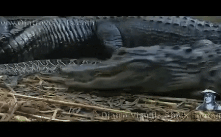 Video: Bơi vào lãnh thổ của cá sấu, rắn đuôi chuông nhận kết cục bi thảm