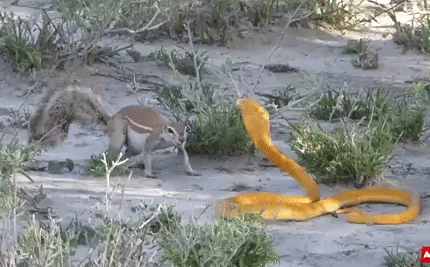 Video: Sóc ‘tung’ liên hoàn cước đuổi rắn hổ mang và cái kết ngỡ ngàng sau 60 phút kịch chiến