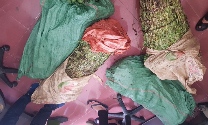 Bắt giữ 4 thanh niên liều lĩnh trồng cả nương thuốc phiện đem bán