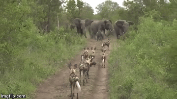 Video: 9 con chó hoang bất ngờ đụng độ đàn voi khổng lồ và cái kết