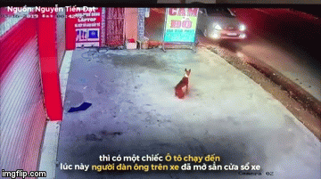 Video: Chú chó bị điện giật ngã lăn ra đường, cẩu tặc đi ô tô nhanh chóng ôm 
