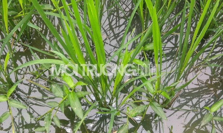 Phú Thọ: Hàng chục hộ dân kêu cứu do Công ty Led Vina xả thải