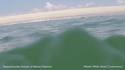 Video: Bị dồn đến đường cùng, hải cẩu dùng đuôi quật lại kẻ định xơi tái mình