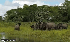 Cuộc chiến sinh tồn: Đơn độc tấn công voi, cá sấu bị đánh