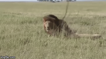 Cuộc chiến sinh tồn: Sư tử tước đi mạng sống của linh cẩu chỉ bằng 1 cú chồm người