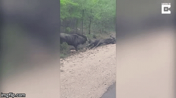 Video: Linh dương giả chết vẫn bị đối thủ húc cho