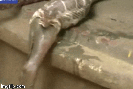 Video: Trăn tham ăn nuốt chửng linh dương