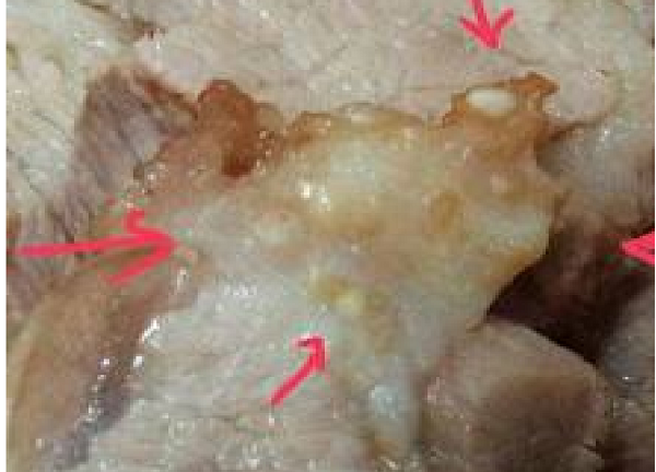 Những loại thực phẩm dễ ẩn chứa ấu trùng, giun sán bà nội trợ nên biết