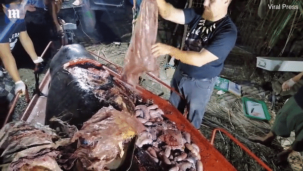 Video: Sốc nặng khi phát hiện 40kg rác nhựa trong xác cá voi