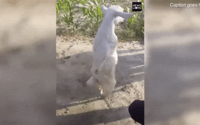 Video: Nghị lực sống của chú dê liệt 2 chân vẫn cố gắng tập đi truyền cảm hứng cho nhiều người