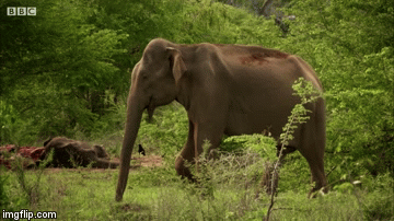 Video: Kinh ngạc cảnh chú voi khóc thương người bạn quá cố