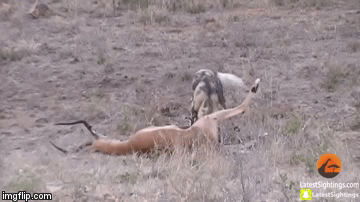 Cuộc chiến sinh tồn: Bị linh cẩu moi bụng, linh dương vẫn vùng lên chống trả