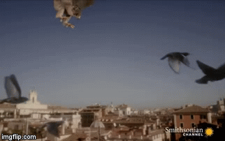 Video: Chim cắt đâm xuyên không khí với tốc độ cực đại, đoạt mạng con mồi trong tích tắc