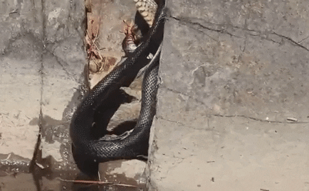 Video: Rắn đen đốm cực độc tử chiến với rắn đen bụng đỏ và cái kết hãi hùng