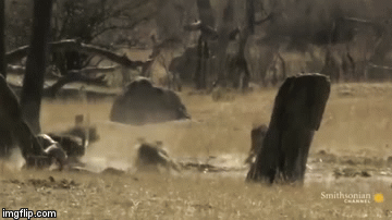 Video: Khỉ đầu chó hung hăng rượt đuổi, báo hoa mai cúp đuôi chạy bán sống bán chết