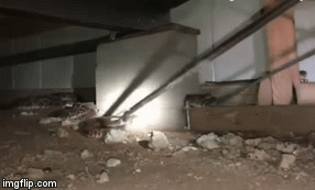 Video: Kinh hoàng phát hiện 45 con rắn chuông cực độc “sinh sôi nảy nở” dưới sàn nhà