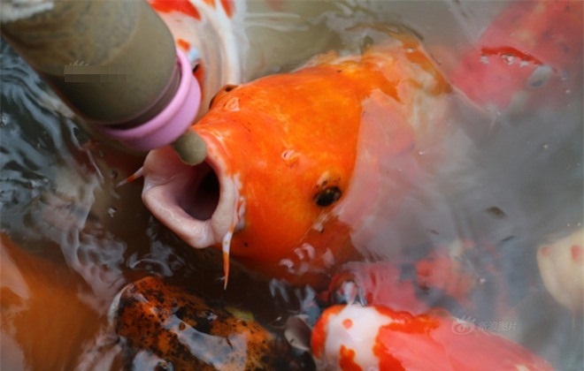 Video: Kỳ lạ những con cá bú bình sữa như trẻ sơ sinh