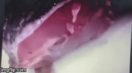 Thực hư thông tin sán lá ngo ngoe chui ra từ miếng cá