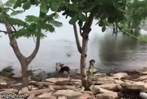 Video: Cá sấu ẩn nấp dưới sông tung đòn chí mạng kết liễu chó nhà