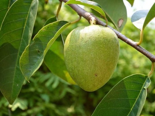 Thần dược hỗ trợ điều trị lao phổi có rất nhiều ở Việt Nam